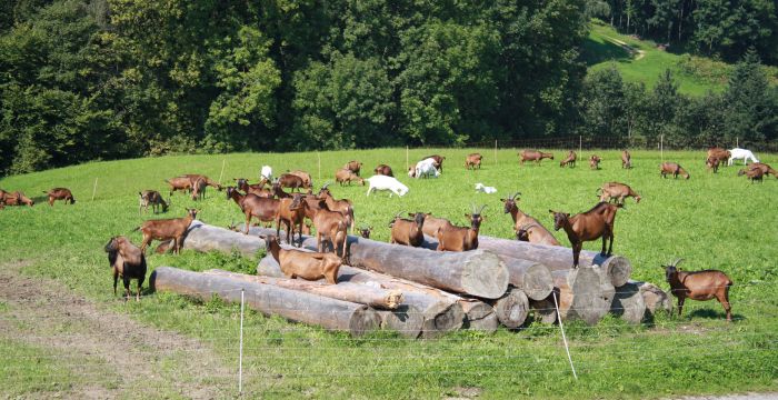Eine Ziegenherde ist auf einer grünen Weide verteilt. ein paar Ziegen halten auf Baumstämmen en Ausschau.