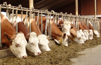 Fleckvieh beim Fressen