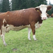 Eine Braunviehkuh steht am Futtertisch