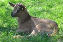 Bunte Deutsche Edelziege Kitz liegt im Gras