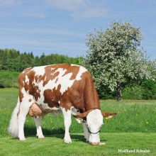 Grasende Fleckviehkuh