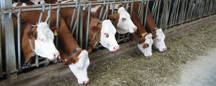 Link zur Seite mit Teilnahmemöglichkeiten