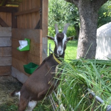 Bild Thüringer Wald Ziegenbock