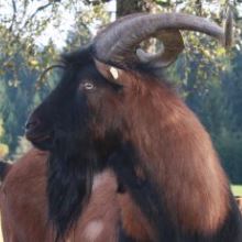 Bunter Deutscher Edelziegenbock