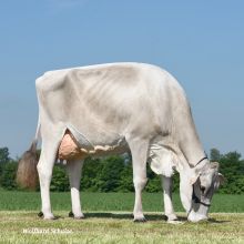 Eine Braunviehkuh grast auf einer grünen Wiese.