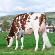 Eine Rotbunte Holsteinkuh grast auf einer grünen Wiese.
