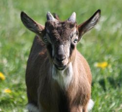 Bild von Pera Herold