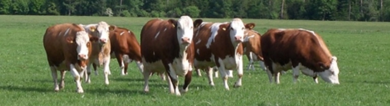 Fleckvieh auf der Weide (stehende und sich in Richtung Kamera fortbewegende Tiere)
