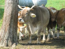 Original Braunvieh auf der Weide