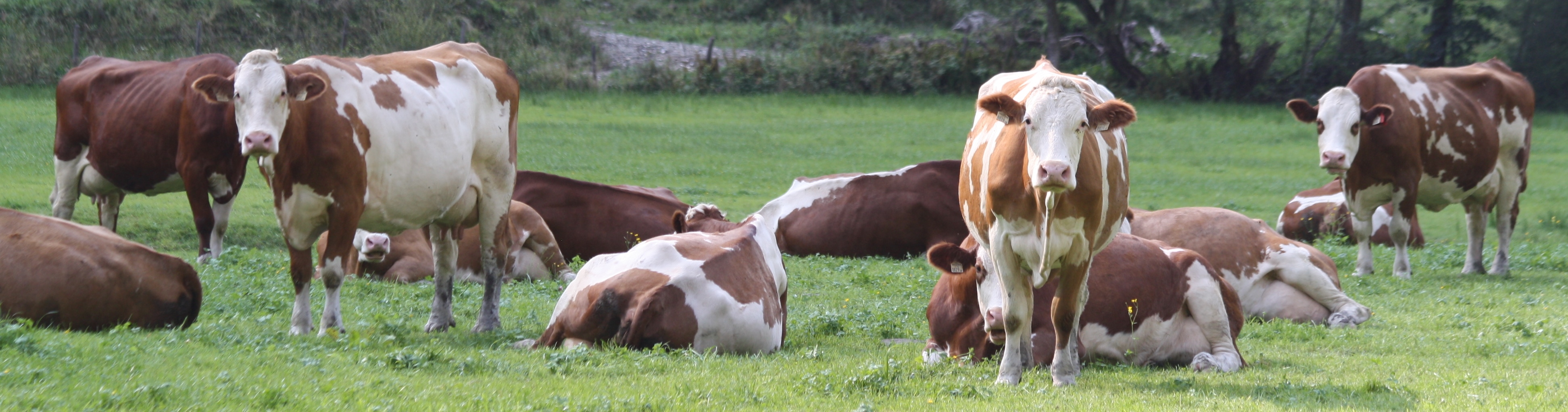 Fleckvieh auf der Weide (stehend und liegend)