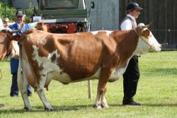 Kuh der Rasse Hinterwälder Rind vorgeführt auf einer Tierschau