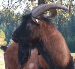 Ein Ziegenbock der Rasse Bunte Deutsche Edelziege ist im seitlichen Portrait zu sehen.