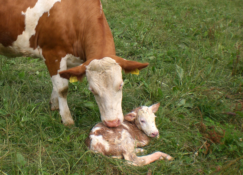 Mutterkuh mit Kalb