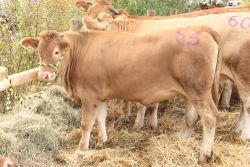 Limpurger Rinder angebunden auf einer Tierschau