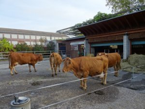 Limpurger Rinder der Wilhelma in ihrem Auslauf
