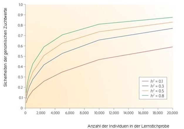 Die Sicherheit der genomischen Zuchtwerte steigt bei zunehmender Anzahl Individuen in der Lernstichprobe in Abhängigkeit der Höhe der Heritabilität des Merkmals.