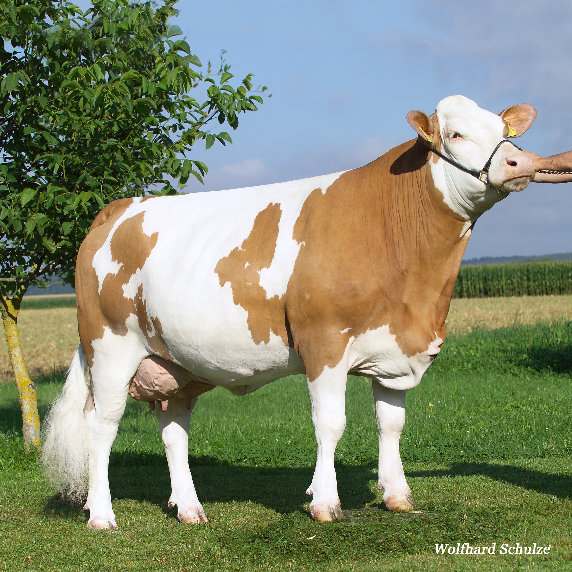 Kuh der Rasse Fleckvieh aufgestellt für Foto