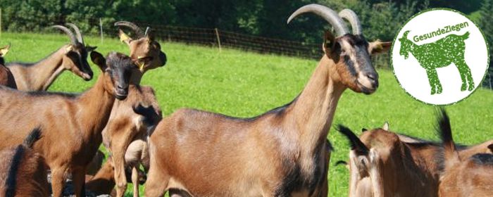 Link zum Projekt GesundeZiegen