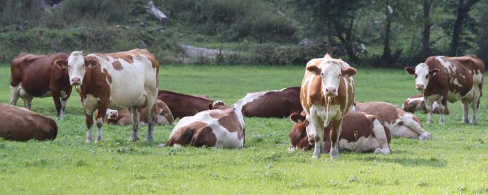 Link zur Zuchtwertschätzung Rind