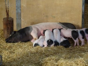 Schwäbisch Hällische Muttersau der Wilhelma säugt ihre Ferkel