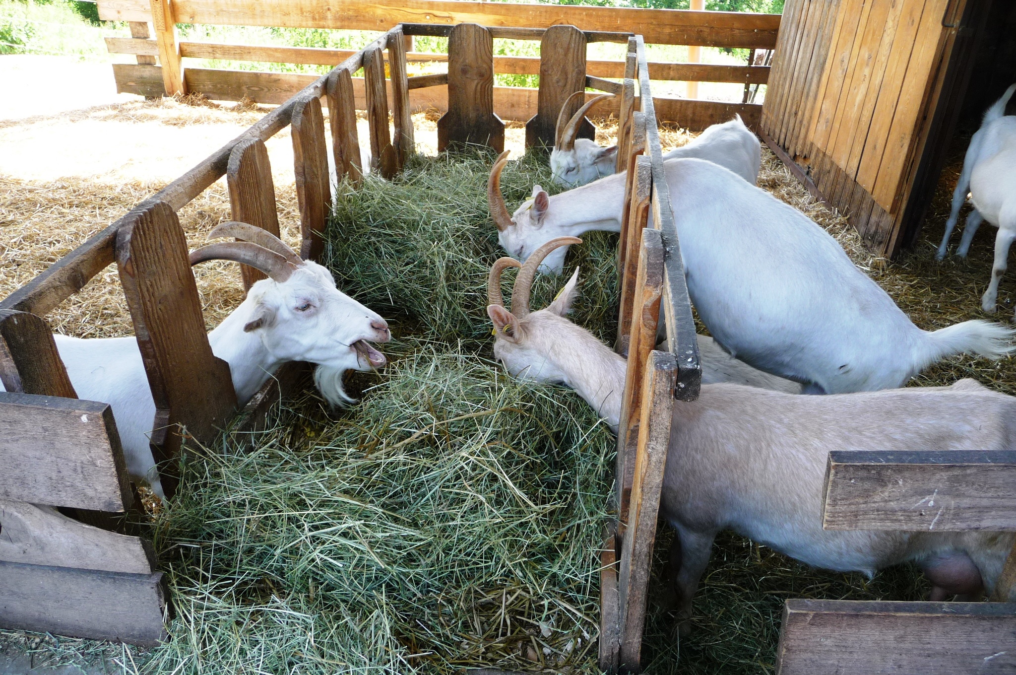 Weiße Deutsche Edelziegen fressen Heu aus einer Raufe