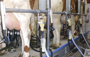 Fleckvieh beim Melken